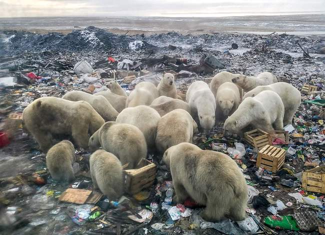 A picture taken on October 31, 2018 shows polar bears feeding at a garbage dump near the village of Belushya Guba, on the remote Russian northern Novaya Zemlya archipelago, a tightly-controlled military area where a village declared a state of emergency in February after dozens of bears were seen entering homes and public buildings. [File photo: VCG]