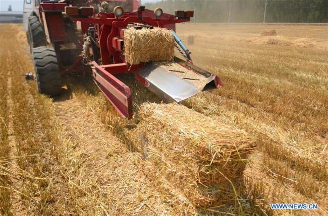 A farmer collects(收集 shōují) wheat straw with agricultural machinery in the field of Lijiakou Village in Yongqing County, north China's Hebei Province, June 17, 2019.[Photo: Xinhua]