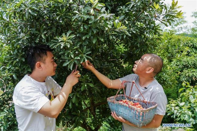 Jiang Jinchun (R) and his nephew Jiang Bin collect waxberry(杨梅 yángméi) during a live broadcast in Zaotian Village in Hengfeng County, east China's Jiangxi Province, June 19, 2019. [Photo: Xinhua]