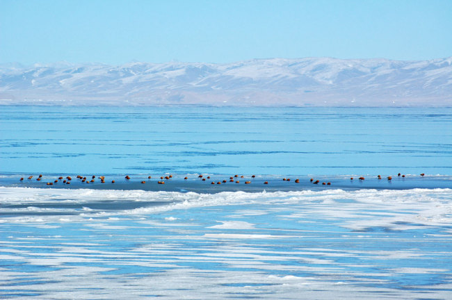 Scenery of the Qinghai Lake, China's largest inland saltwater lake, in Qinghai Province, December 31, 2018 [File photo: IC]