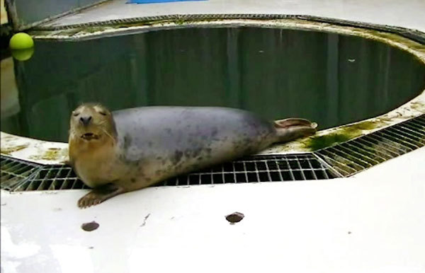 In this undated image made from video provided by the University of St. Andrews, a seal copies the sounds of the song Twinkle Twinkle Little Star, in St Andrews, Scotland. Researchers at the University of St. Andrews say gray seals can copy the sounds of human words and songs including “Twinkle, Twinkle, Little Star.” The study showed that three trained seals were able to imitate parts of the lullaby and as well as other popular tunes. The research team released their findings on Thursday, June 20, 2019 including video footage of the seals. [Photo: AP]