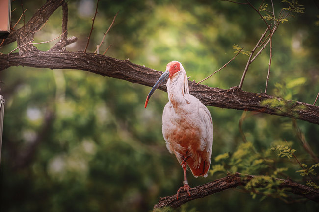 An exhibition in Osaka, Japan on Wednesday, June 26, 2019, to commemorate the joint efforts made by China, South Korea, and Japan to preserve the crested ibis from extinction. [Photo by Tu Yun/China Plus]