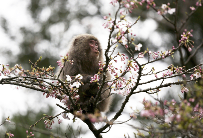 A Yakushima macaque, a kind of macaque native to Yakushima Island, eats cherry flowers, on Yakushima Island, on March 22, 2019. [File Photo: IC]