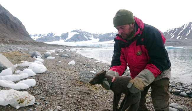 An arctic fox is fitted with a satellite tracking collar in Krossfjorden, Svalbard, a Norwegian Arctic archipelago, on July 29, 2017, as part of research conducted by the Norwegian Polar Institute. Norwegian researchers said Tuesday July 2, 2019, that this young female arctic fox, shown in this photo, has been tracked walking from northern Norway to Canada’s far north, a distance of 4,415 kilometers (2,737 miles), via Greenland in 76 days.[Photo: AP]