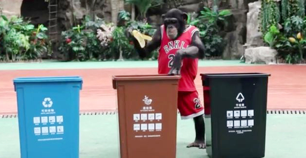 A chimpanzee at the Shanghai Wildlife Park learns how to sort garbage. [Screenshot: China Plus]