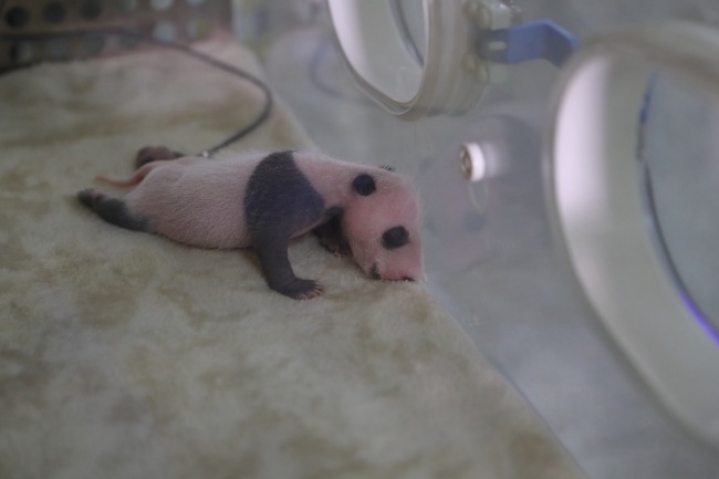The female giant panda cub Chenglang in an incubator at the Giant Panda Breeding Research Base in the city of Chengdu in Sichuan Province on Wednesday, July 3, 2019. [Photo: IC]