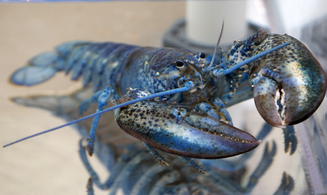 A rare blue lobster, caught in the Atlantic and delivered to Arnold's Lobster & Clam Bar on Cape Cod, is seen here, July 11, 2019. [Photo: IC]