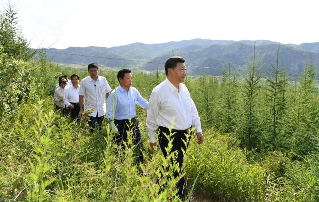 Chinese President Xi Jinping, also general secretary of the Communist Party of China (CPC) Central Committee and chairman of the Central Military Commission, visits Maanshan forest farm to learn about ecological civilization building in Harqin Qi of Chifeng City, China's Inner Mongolia Autonomous Region, July 15, 2019.  [Photo: Xinhua/Xie Huanchi]