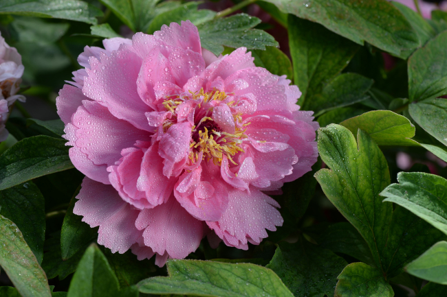 Photo shows peonies at a garden in Beijing. [File Photo: IC]