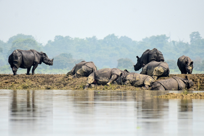 One-horned rhinos rest on a highland in the flood affected area of Kaziranga National Park in Nagaon district, in the northeastern state of Assam, India, July 18, 2019. [Photo: VCG/Reuters/Anuwar Hazarika]