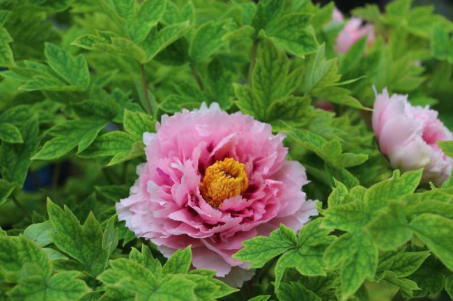 Photo shows peonies at a garden in Beijing. [Photo: China Plus]