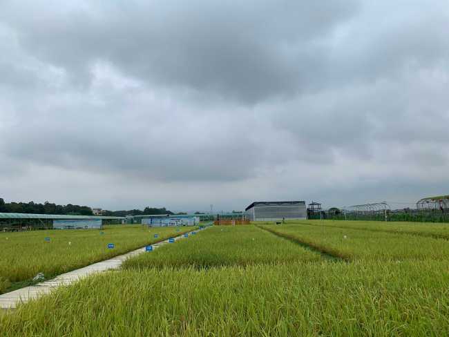 Paddy fields ready be harvested at the Haina Agriculture Base. [Photo: China Plus]