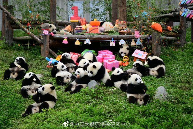 Eighteen giant panda cubs born in 2018 have a birthday party in Shenshuping base in Wolong National Nature Reserve, Sichuan Province on Thursday, July 25, 2019. [Photo: China Conservation and Research Center for Giant Pandas]