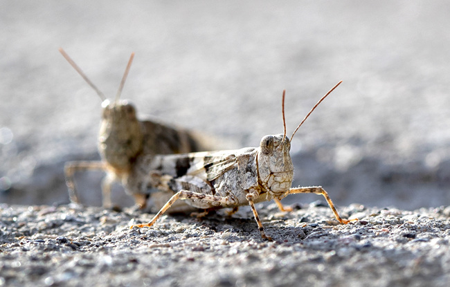 This Thursday, July 25, 2019, photo shows grasshoppers on a sidewalk outside the Las Vegas Sun offices in Henderson, Nev. A migration of mild-mannered grasshoppers sweeping through the Las Vegas area is being attributed to wet weather several months ago. [Photo: Steve Marcus/Las Vegas Sun via AP]