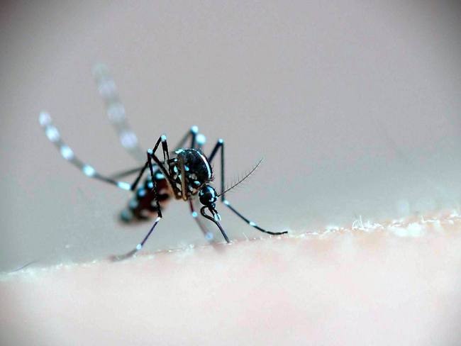 An Asian tiger mosquito [File Photo: IC]