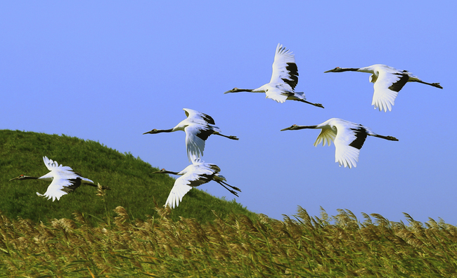 Released red crowned cranes fly away at Zhalong wetland in Qiqihar, Heilongjiang Province on Sep. 13, 2017. [Photo: IC]