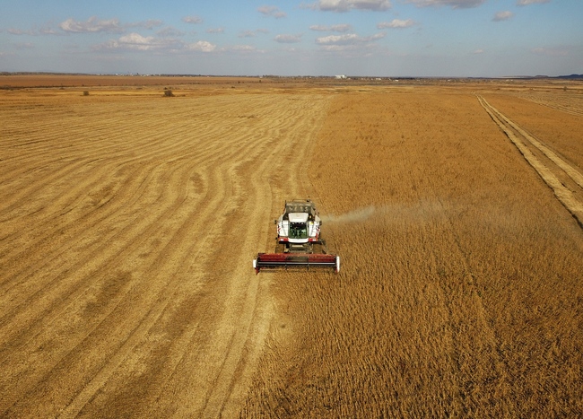 A combine harvester collecting soya beans in fields of Alexei Borovinsky's farm in the village of Khorol. [File Photo: Yuri Smityuk/TASS via VCG]