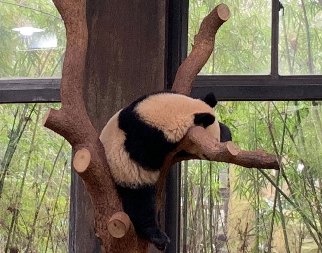 A giant panda sleeps during the day at the Shanghai Wild Animal Park, March 10, 2019. [File photo: IC]
