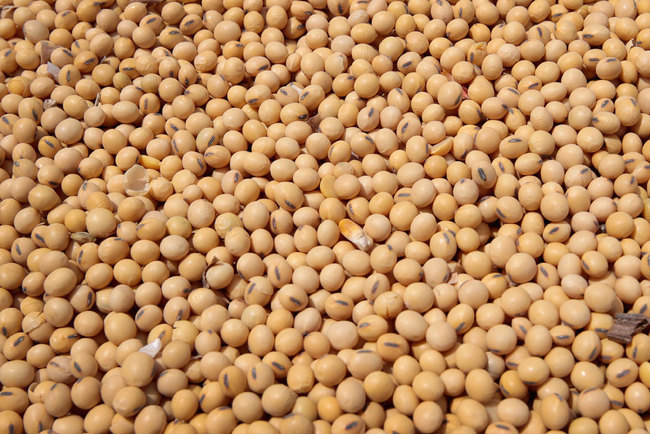 Soybeans are loaded onto a truck before delivery to a grain elevator on June 13, 2018 in Dwight, Illinois, US. [File photo: Getty Images via VCG/Scott Olson]