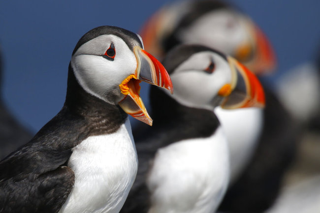 In this Saturday, July 20, 2019 photo, Atlantic puffins gather on Eastern Egg Rock, a small island off the coast of Maine. [Photo: AP]