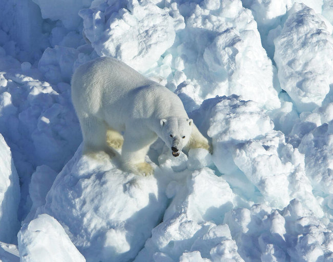 In this April 8, 2011, photo provided by the U.S. Geological Survey, a polar bear walks across rubble ice in the Alaska portion of the southern Beaufort Sea. [File photo: AP]