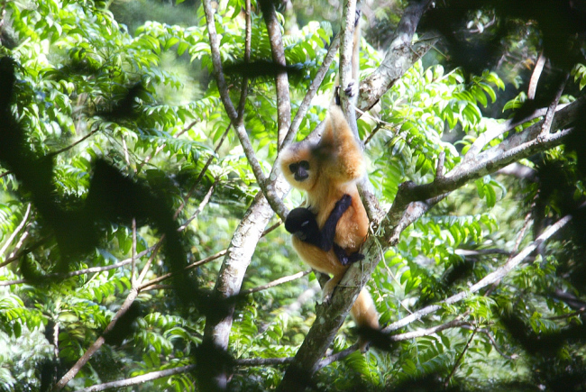 A Hainan gibbon [File Photo: IC]