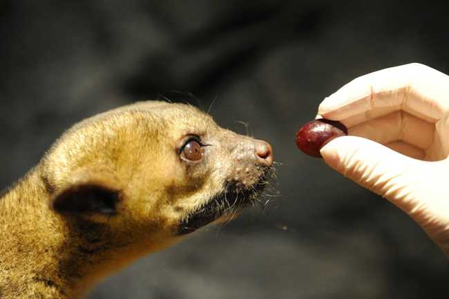 FILE - In a Tuesday, Oct. 26, 2011 file photo, a Kinkajou reaches his neck out for a grape to eat inside of the exhibit at the Chattanooga Zoo. [Photo: Jenna Walker/Chattanooga Times Free Press via AP]