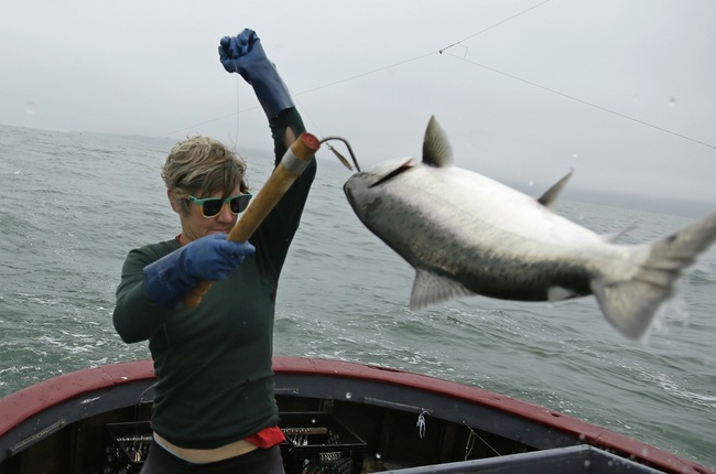 In this photo taken Wednesday, July 17, 2019, Sarah Bates hauls in a chinook salmon on the fishing boat Bounty near Bolinas, Calif. [Photo: AP/Eric Risberg]