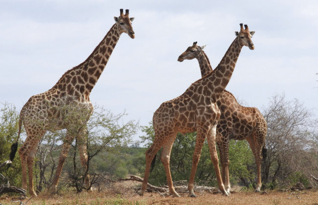 In this photo taken Jan. 1, 2015, giraffe are seen in the Kriger National Park, South Africa.[Photo: AP]