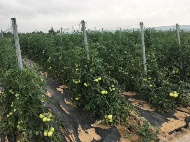 Tomatoes grow well in the farm. [Photo: from China Plus]