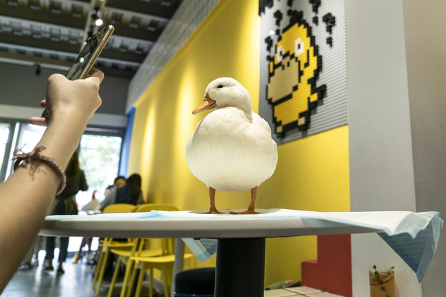 This photo taken on August 29, 2019 shows a customer taking photos of a duck at Hey! Wego duck cafe in Chengdu in China's southwestern Sichuan province. [Photo: AFP/Pak YIU]