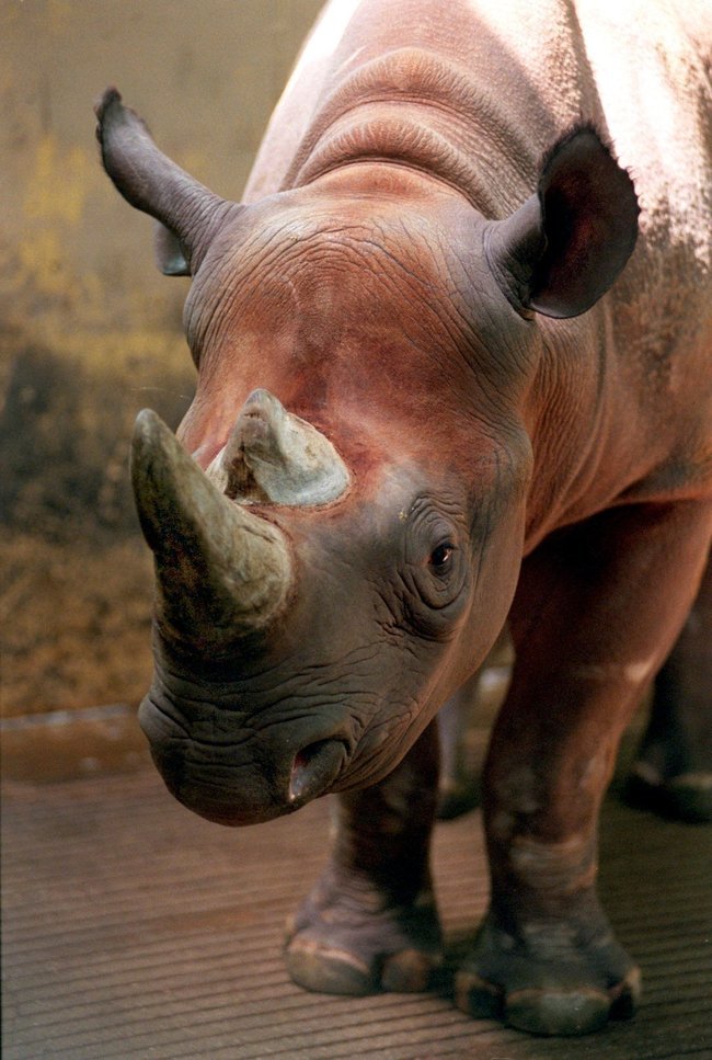 In this June 6, 1997 file photo, Spike, a rare black rhino, is shown at the Cleveland Metroparks Zoo in Cleveland, Ohio. [Photo: AP/The Plain Dealer, Scott Shaw]