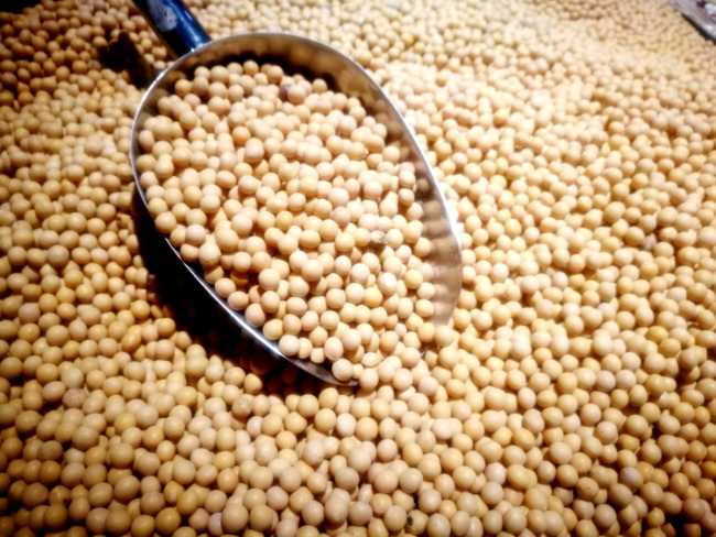 Soybeans [File Photo: IC]