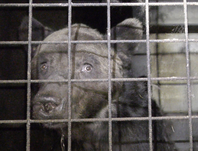 This photo provided Friday Sept.13, 2019 by animal protection group One Voice shows bear Mischa in its cage in Chauvigny-du-Perche, France on Sept.3; 2019. [Photo: AP]