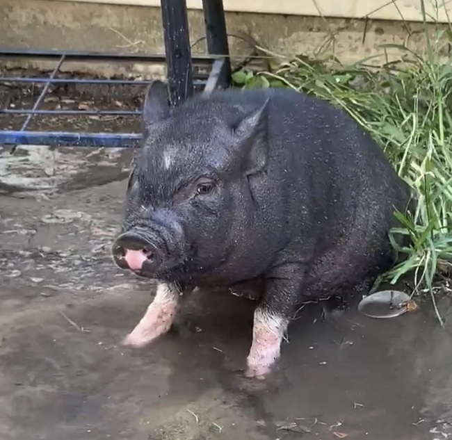 This photo provided by Mcgregor Wallace shows Leroy a Vietnamese pot-bellied pig. [Photo: AP/Mcgregor Wallace]