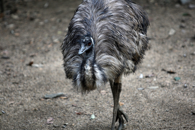 An emu at a zoo in Hangzhou, China.[File Photo: VCG]