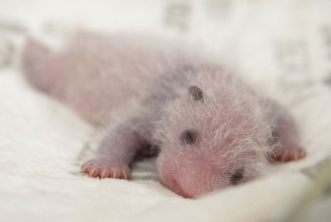 This recent handout picture released on September 13, 2019 by the Zoo Berlin shows one of two giant panda cubs born at the Zoologischer Garten zoo in Berlin. [Photo: Zoo Berlin/AFP/Werner Kranwetvogel]