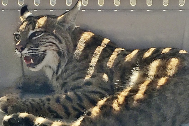 In this Wednesday, Sept. 18, 2019 photo provided by Colorado Parks and Wildlife, an injured bobcat is shown in a crate after a Colorado Springs, Colo,, woman tried to help it by putting it in her car, just inches away from where her child was sitting in a safety seat. [Photo: Colorado Parks and Wildlife via AP]