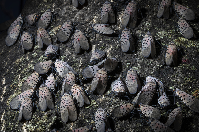 In this Thursday, Sept. 19, 2019, photo, spotted lanternfly gather on a tree in Kutztown, Pa. The spotted lanternfly has emerged as a serious pest since the federal government confirmed its arrival in southeastern Pennsylvania five years ago this week. [Photo: AP/Matt Rourke]