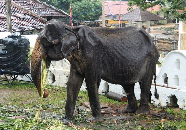 Tikiri, a 70-year-old elephant, stands looking rather emaciated on August 14, 2019, at the Temple of the Tooth in the central Sri Lankan city of Kandy, where she was brought to march in an annual Buddhist pageant. [Photo: VCG]