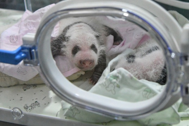 Two pairs of twin giant panda cubs are kept in the incubator in a zoo in Chongqing, China, July 16, 2019. [File Photo: IC]