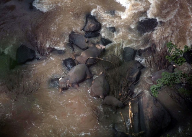 A handout photo made available on October 05, 2019 by the Department of National Parks, Wildlife and Plant Conservation (DNP) shows some of the elephants that died in Haew Narok Waterfall in Khao Yai National Park, Prachin Buri Province, Thailand, October 05, 2019. [File Photo: IC]