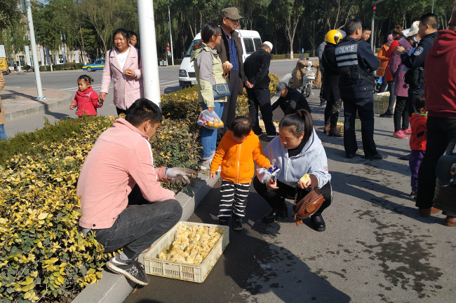 Passersby help gather chicks in Ningxia on October 18, 2019. [Photo: VCG]
