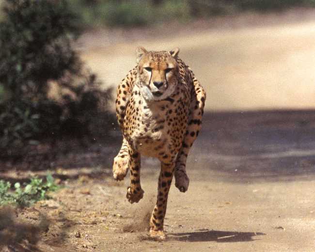 FILE - In this March 19, 2004, file photo, Majani, a 2-year-old male African cheetah, exhibits lighting speed while chasing a mechanical rabbit at the San Diego Zoo's Wild Animal Park as part of the Park's environmental enrichment program. Wild Wonders conservation and education center in Bonsall, Calif., has scheduled a fundraiser on Nov. 2, 2019, to benefit the Cheetah Conservation Fund in Africa, the San Diego Union-Tribune reported Sunday, Oct. 20. [Photo: AP/San Diego Zoo's Wild Animal Park]
