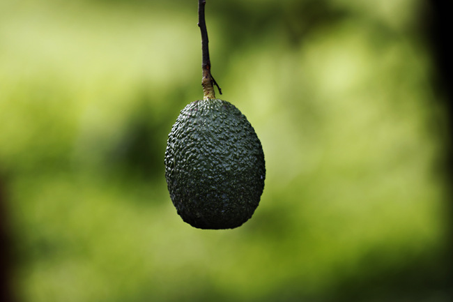 This Oct. 1, 2019 photo shows an avocado hanging in an orchard near Ziracuaretiro, in the Mexican state of Michoacan state, the heartland of world production of the fruit locals call “green gold.” The country supplies about 43% of world avocado exports, almost all from Michoacan. [Photo: AP]