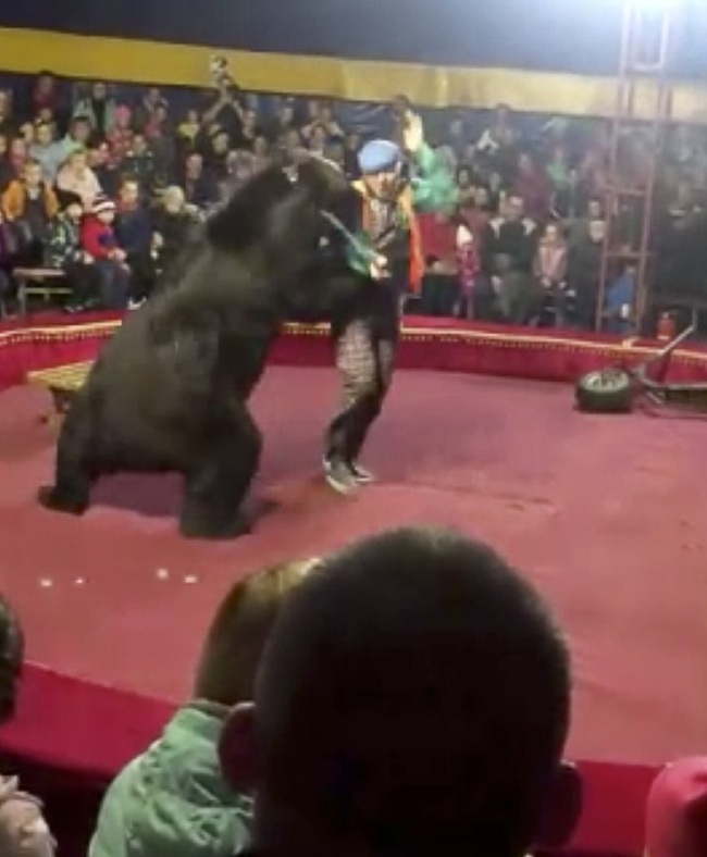 In this video grab provided by Galina Guryeva, a bear attacks the trainer at a circus ring in Olonets, a town 180 kilometers (110 miles) northeast of St. Petersburg, Russia, Wednesday, Oct. 23, 2019. [Photo: Galina Guryeva via AP]