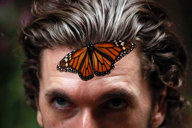 In this Feb. 14, 2019 file photo, a monarch butterfly rests on a man's forehead at the Amanalco de Becerra sanctuary, in the mountains near the extinct Nevado de Toluca volcano in Mexico. Tree loss in the wintering grounds of the monarch butterfly in central Mexico is down by about 25% in 2019 compared to last year as a sharp drop in Illegal logging more than made up from an increase in tree deaths due to lack of water or disease, experts said Monday, Oct. 28, 2019. [File Photo: AP/Marco Ugarte]
