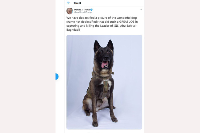 This screen shot of US President Donald Trump Twitter account taken on October 28, 2019 in Washington DC, shows a picture of a dog that helped capture the Leader of ISIS Abu Bakr al-Baghdadi. The picture of the dog (name not declassified) was twitted by US President Donald Trump on October 28, 2019. [Photo: Eric BARADAT/TWITTER/AFP]