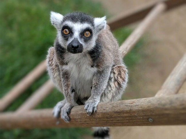 This undated and unlocated handout photo released by the US Department of Justice on July 8, 2019 shows Isaac, the oldest-living ring-tailed lemur in captivity in North America. [File Photo: US DEPARTMENT OF JUSTICE via VCG]