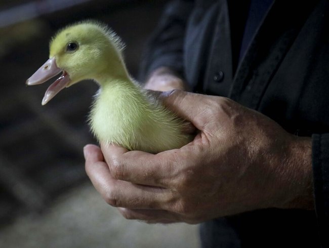 In this July 18, 2019 file photo, Marcus Henley, operations manager for Hudson Valley Foie Gras duck farm, holds a Moulard duckling, a hybrid farm Peking duck and a South American Muscovy duck in Ferndale, N.Y. [File photo: AP]